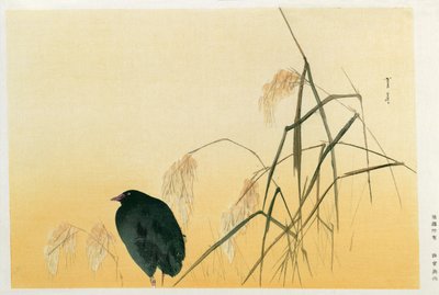 Blackbird, Edo Period by Japanese School